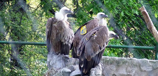 Beloglavi sup - nova vrsta u Zoo vrtu Palić