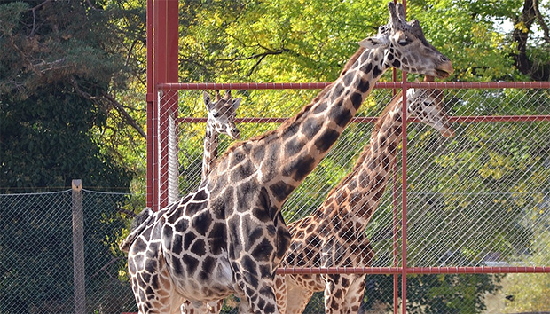 Nove žirafe u Zoološkom vrtu