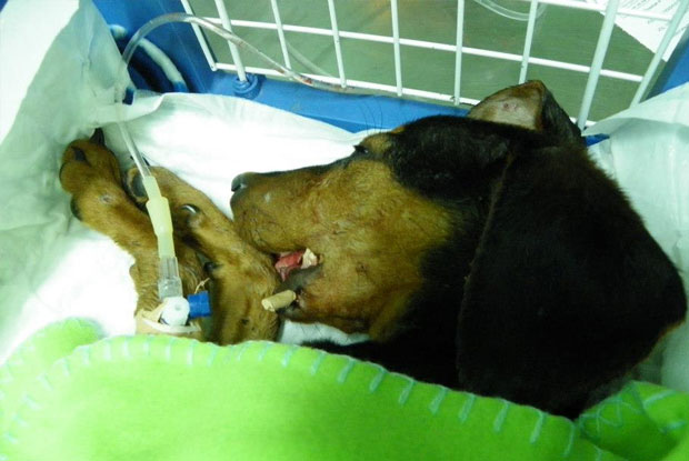 Subotičani pomogli psu Lakiju