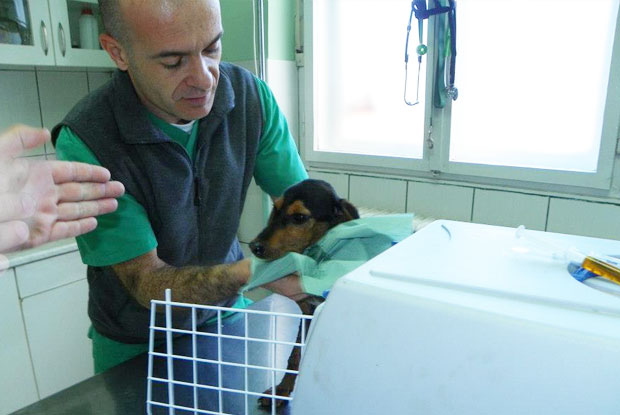 Subotičani pomogli psu Lakiju