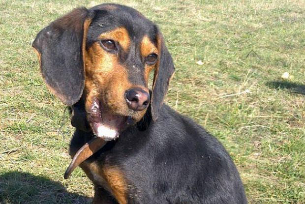 Subotičani pomogli psu Lakiju