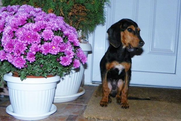 Subotičani pomogli psu Lakiju