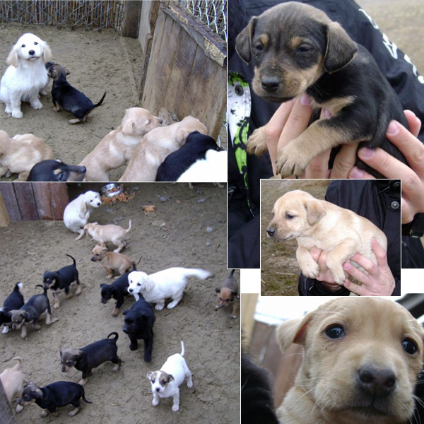 Usvajanje pasa Subotica