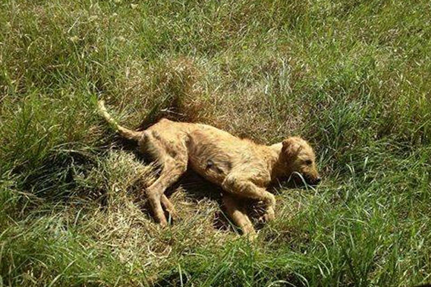 Brutalno pretučen pas u naselju Mali Radanovac
