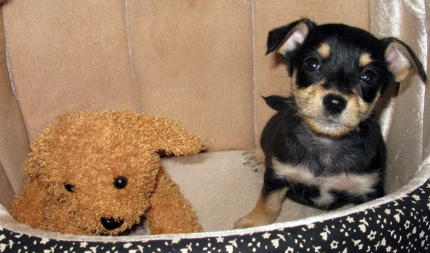 Važnost postojanja azila za pse u Subotici