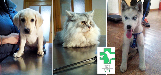 Besplatna sterilizacija mačaka u ambulanti na Paliću