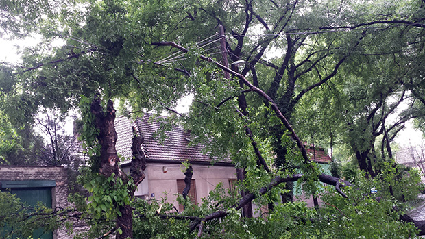 Građani pohvalili agilnost terenskih radnika Elektrovojvodine i JKP "Čistoća i zelenilo"
