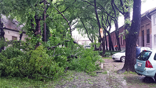 Građani pohvalili agilnost terenskih radnika Elektrovojvodine i JKP "Čistoća i zelenilo"