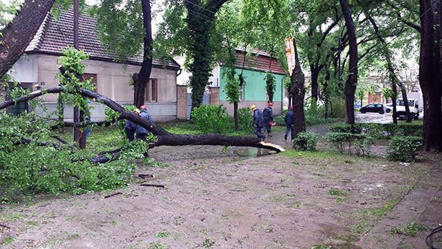 Građani pohvalili agilnost terenskih radnika Elektrovojvodine i JKP "Čistoća i zelenilo"