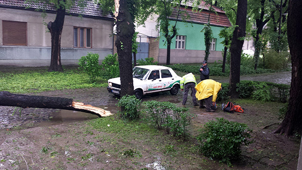 Građani pohvalili agilnost terenskih radnika Elektrovojvodine i JKP "Čistoća i zelenilo"