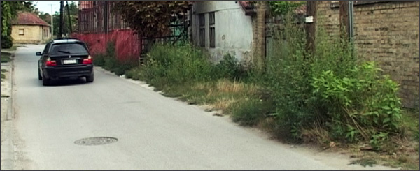 Korov - ambrozija u Subotici