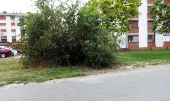 Kontejneri u Ulici Sekereš Lasla vraćeni na mesto