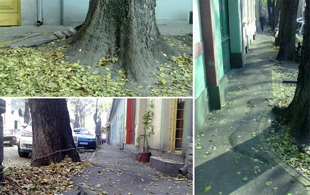 Stabla u Ulici Age Mamužića otežavaju sanaciju celokupnog uličnog pojasa