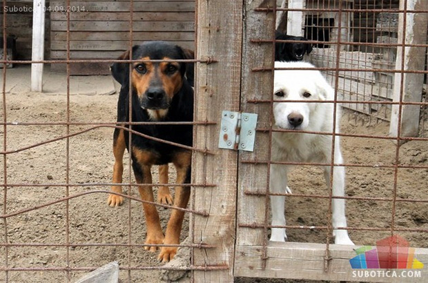 Azil za pse ponovo radi