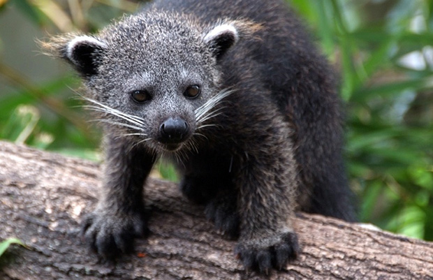 Binturong - novi stanovnik Zoo Palić
