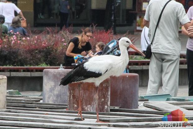 Neobični gosti u gradskom centru
