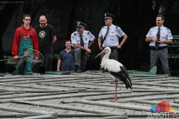 Neobični gosti u gradskom centru