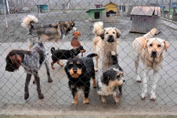 Donet Program za rešavanje problema napuštenih pasa i mačaka