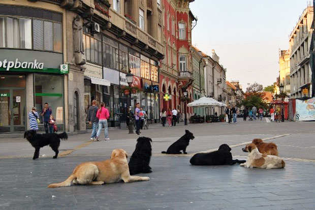Donet Program za rešavanje problema napuštenih pasa i mačaka