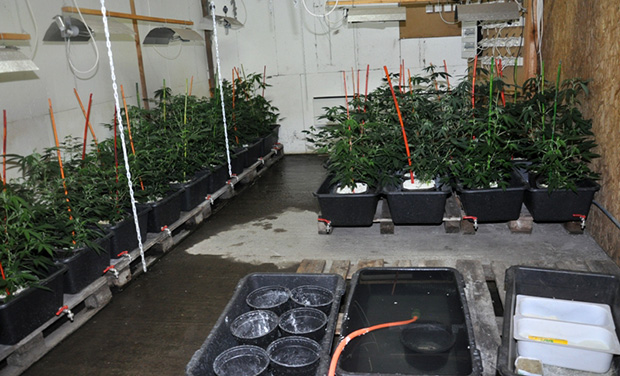 Hapšenje zbog proizvodnje i prodaje droge