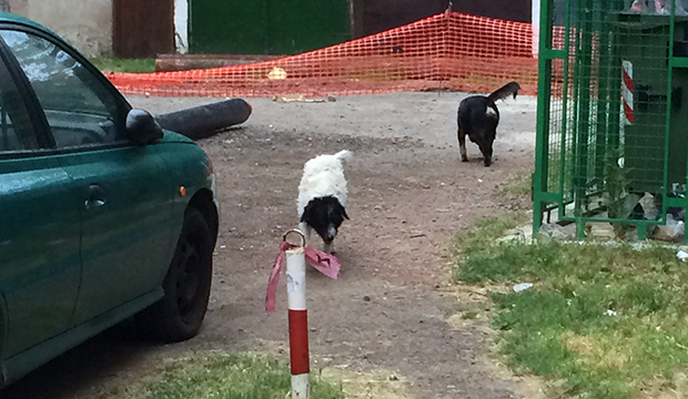 Efikasnije rešavanje problema napuštenih pasa