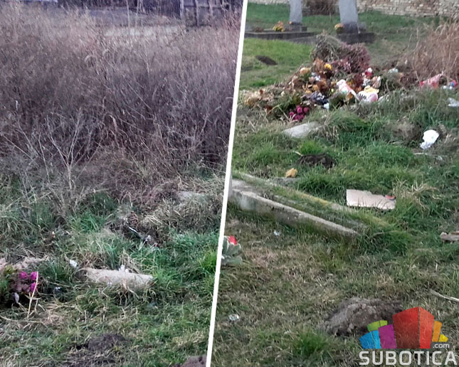 "Pogrebno" sahranjuje u - kukuruzištu!