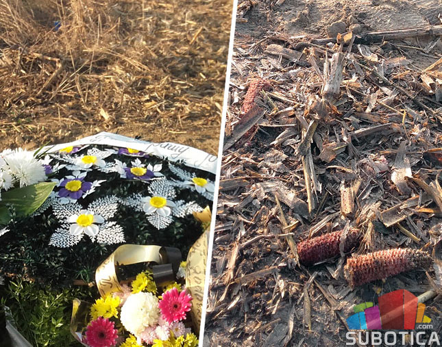 "Pogrebno" sahranjuje u - kukuruzištu!