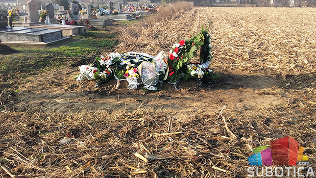 "Pogrebno" sahranjuje u - kukuruzištu!