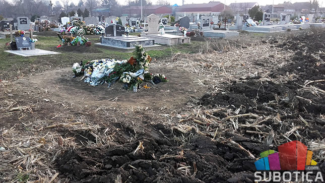 "Pogrebno" sahranjuje u - kukuruzištu!