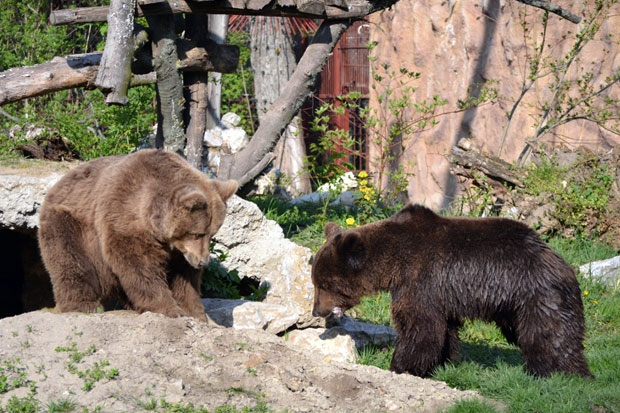 Zoo vrt "Palić" dobio na prihvat 3 mečeta mrkog medveda