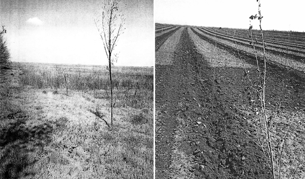 Oko milion evra "izgubljeno" na pošumljavanju i podizanju vetrozaštitnog pojasa