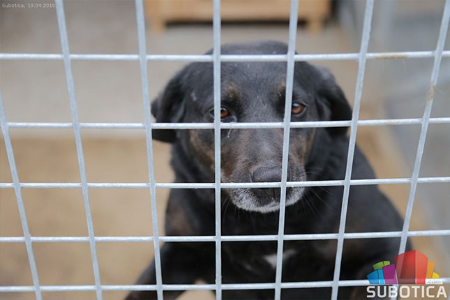 Udomite psa iz Prihvatilišta