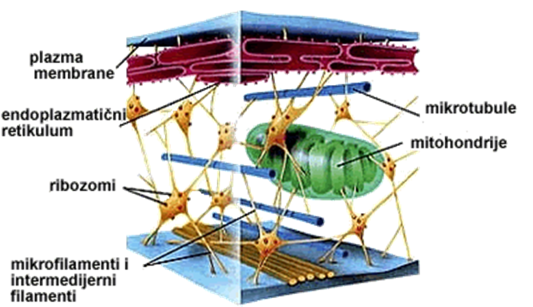 Od molekula do ćelije