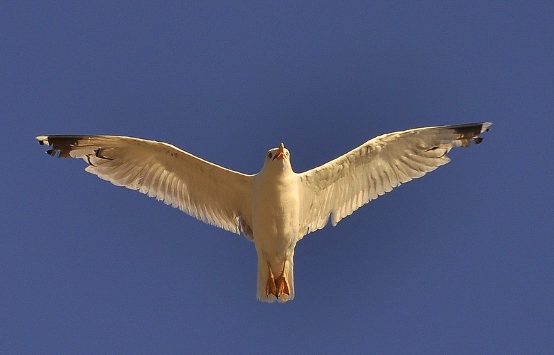 Muzičko-poetsko veče "Galeb"