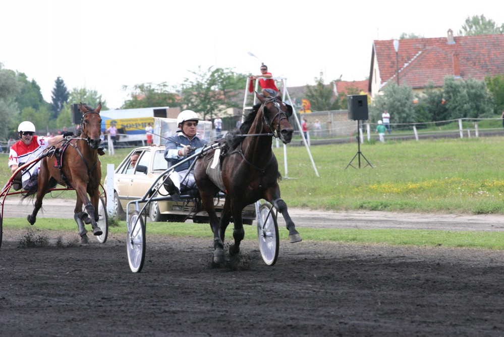 Veliki konjički bal