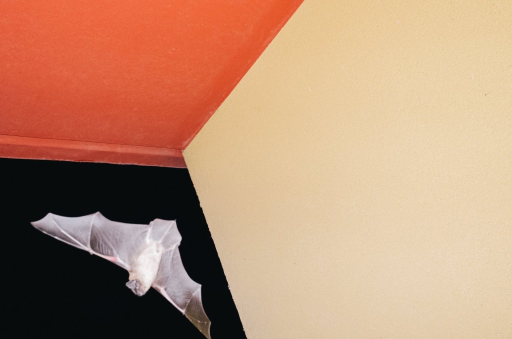 DVORIŠNA GALERIJA: NEMANJA LEDENSKI – LITTLE SATURDAY