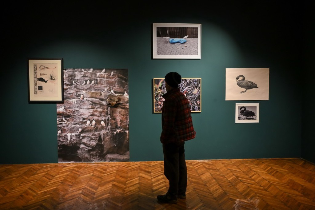 Vođenje kroz izložbu (NE)LJUDSKE PERSPEKTIVE: PTICE U SAVREMENOM SVETU