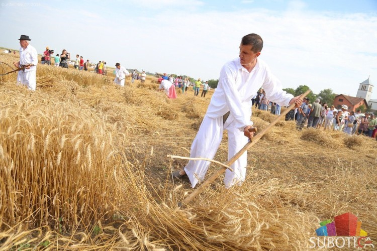Dužijanca 2018 - 50. po redu "Takmičenje risara"