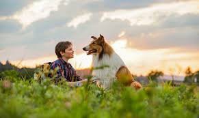 Film: Lesi se vraća kući - sinhronizovano