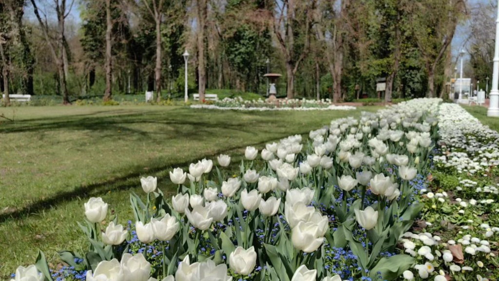 Tajni život javnih parkova i površina – razgovor sa Tanjom Jotanović