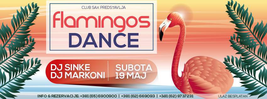 Flamingos dance party