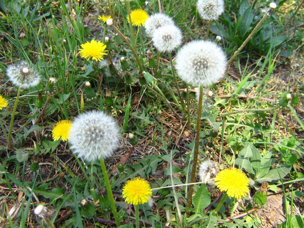 Proleće u peščari