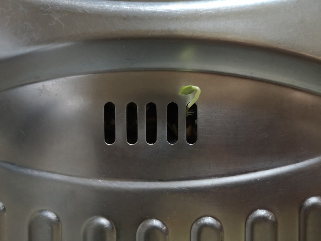 Jelena Grujičić: Home Is Where Your Heart Beats