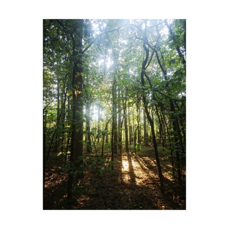 Jelena Grujičić "Home is where your heart beats" / Radionica "(Ne)prekidne šume"