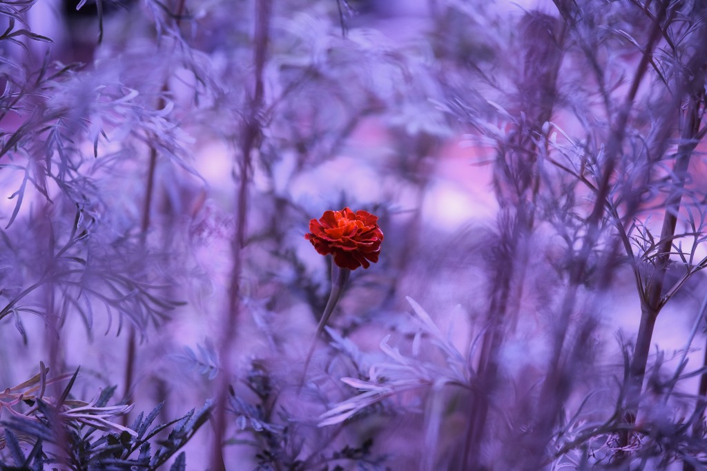 Predavanje: Zelenilo, prošlost i mi