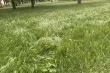 Nepokošena trava u parku kod Buvljaka