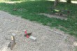 Vandalizam na igralištu u Malom Radanovcu