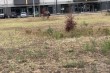 Novi park u Kertvarošu uvenuo