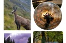 Izložba fotografija: Lepota u očima prirode