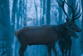 Film: Na telu i duši